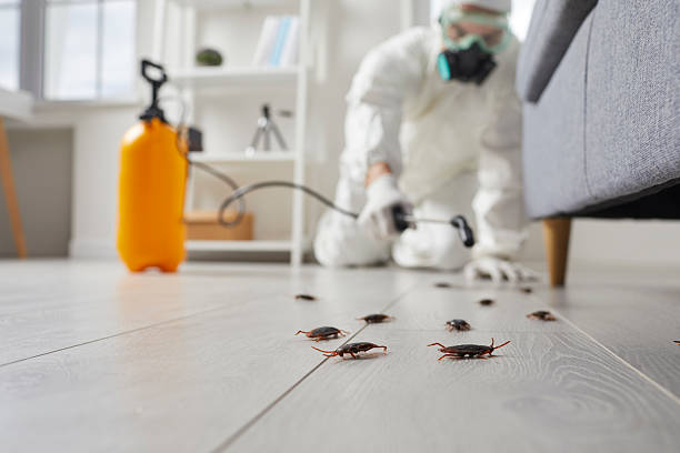 Commercial Kitchen Cockroach Control in De Motte